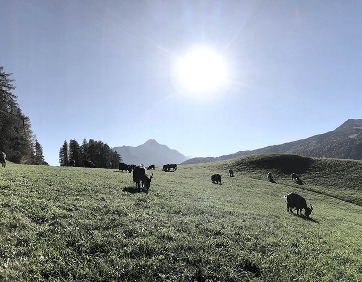 Holidays on a farm