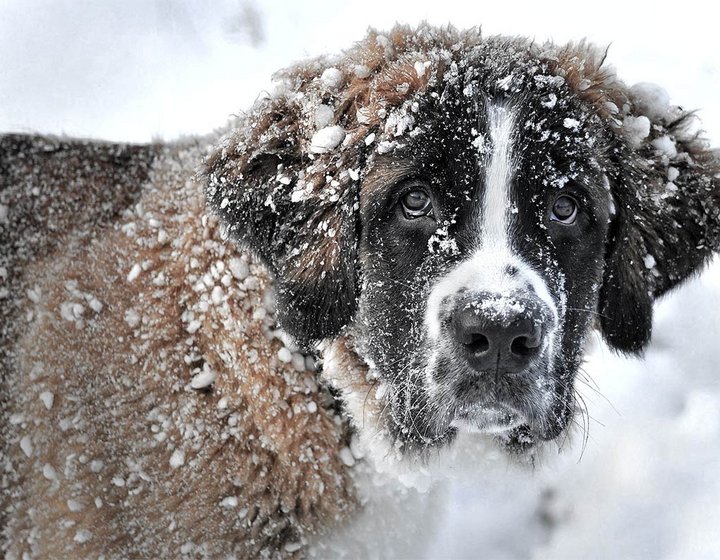 Holidays with your four-legged friends at Granbichlhof